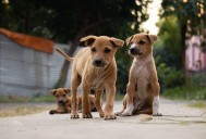 Meghalaya reports 19000 dog bite cases annually, 15 fatalities in 2025