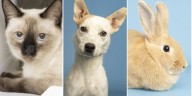 Arizona shelter offers free adoptions for all pets on one day only