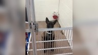 Arizona Shelter’s Rare Dog Captures Hearts Online And Finds A Loving Home