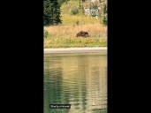 Mama bear and cub play near Mount Rainier National Park
