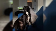 Woman From New Jersey Adopted A Sweet Dog Only To Be Surprised By Her Unusual Behavior