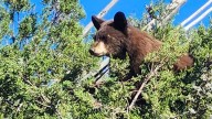 Bear removed from tree in western New Mexico