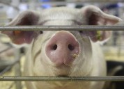 Stray pig wandering in central Pa. has been captured, sent to a sanctuary