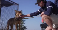 Providence students lend a hand at animal adoption center