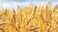 Martín Biscarque sobre el agro: “Tenemos varias anclas que nos están complicando”