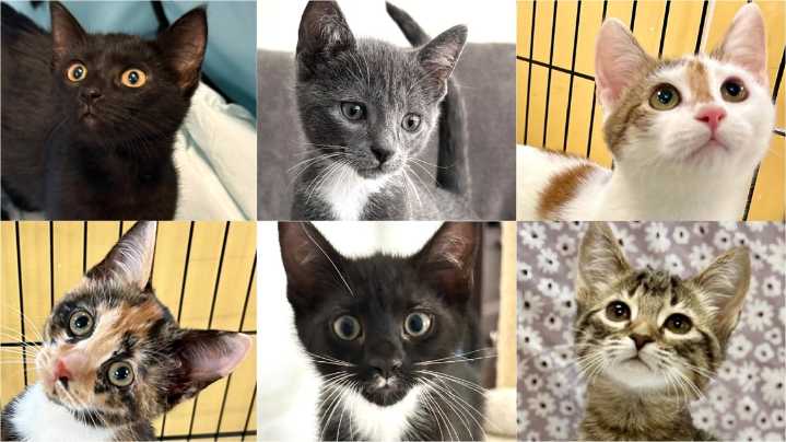 Pawmetto Lifeline to host “Kitten 911” adoption event