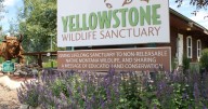Red Lodge to host Yellowstone Wildlife Sanctuary fundraiser