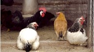 Detectaron un caso positivo de influenza aviar en aves de traspatio en Entre Ríos