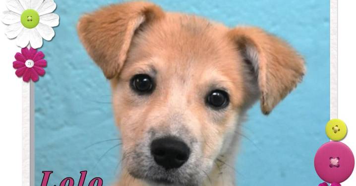 CHA Pet of the Week: Lolo