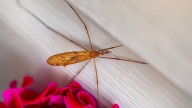 7 pests you'll see more of in autumn – and how to get rid of them