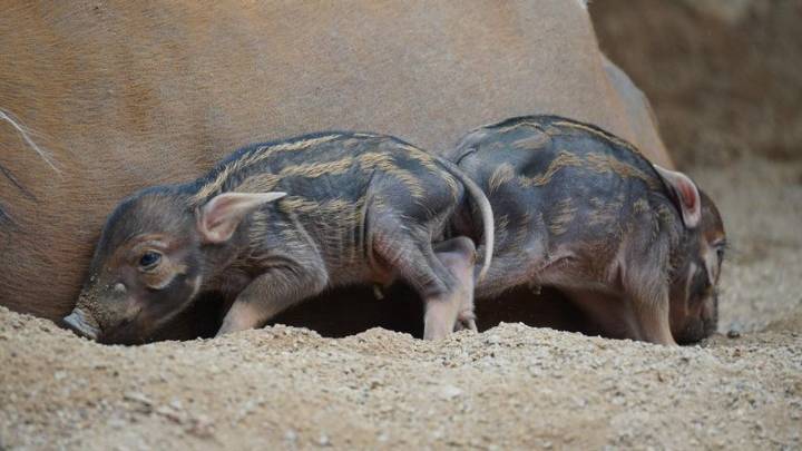 Nacen en Fuengirola dos nuevas crías de potamoquero rojo africano, especie amenazada
