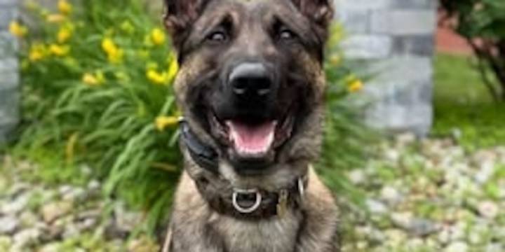K9 Viper helps capture suspect after crash leads to drug bust in Willington