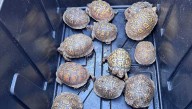 Box turtles get new home thanks to Cincinnati Zoo, ODNR