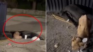 Texas Dog Abandoned By Dumpster Was So Starved He Could Barely Move His Legs