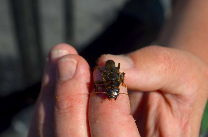 On the Big Hole River, a search for bugs