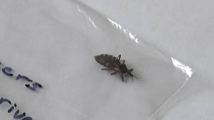What to know about ‘kissing bug’ disease concerns in US