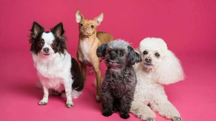 ¿Sabemos realmente de qué raza es nuestro perro? Un estudio lo ha puesto a prueba