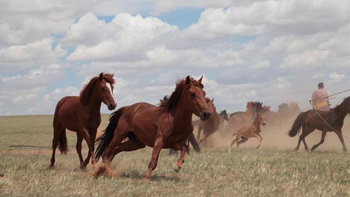 ¿Qué hizo que los caballos salvajes pudieran ser domesticados y montados?