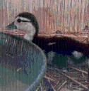 Brownsville officer rescues lost duckling during a crash investigation