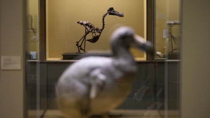 Biotech firm announces ‘pivotal step’ in effort to bring back the dodo