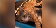 Investigation underway after cat found shot in Craven County