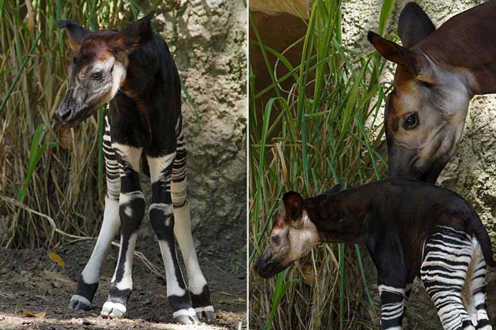 'Spunky' Endangered Okapi Calf Born at San Diego Zoo: Watch
