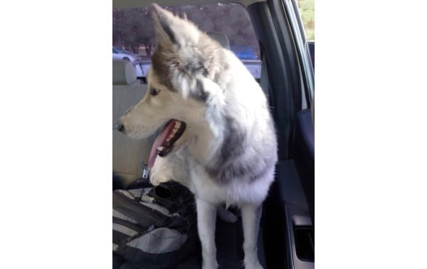Tránsito rescata a Husky y lo salva de ser atropellado