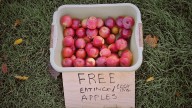 Every f**ker with a garden trying to offload their crap apples