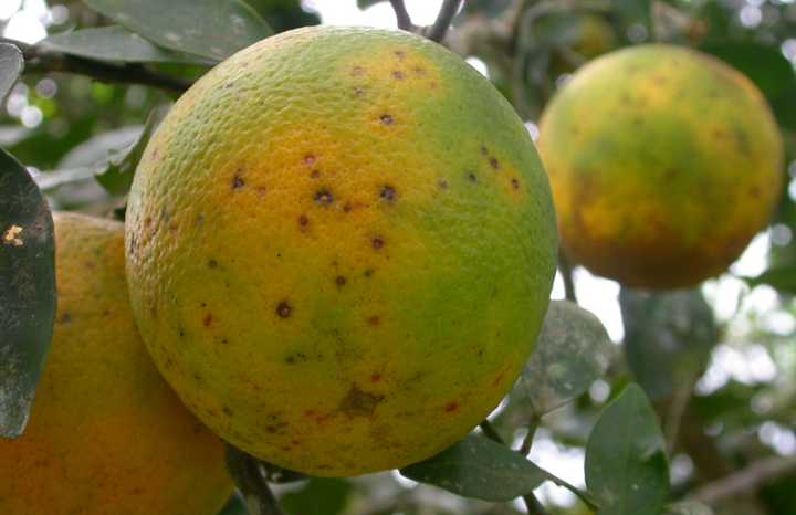 AVA-ASAJA denuncia el riesgo de plagas en cítricos importados