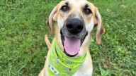 Rising rent, vet costs means more abandoned pets; shelter raising funds