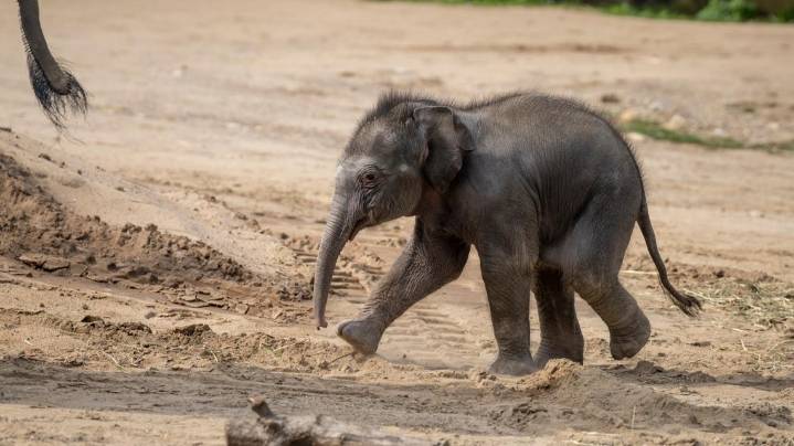 Columbus Zoo announces name for baby elephant