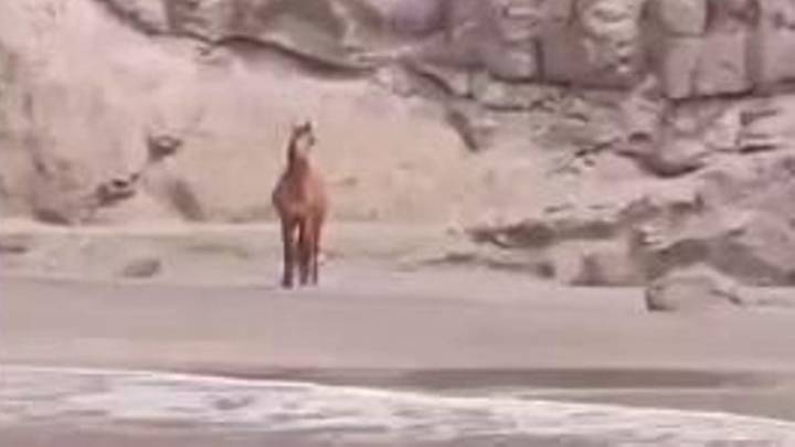 Un caballo salvaje aparece en la playa virgen de Güi-Güi (Gran Canaria) y deja a todos sin palabras