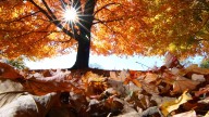 Fall in Florida has started, sort of. See dates, weather forecasts