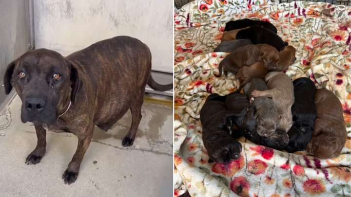 California Dog Mom Who Gave Birth To A Massive Litter Gets A Second Chance In A Foster Home