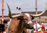 Where to watch Texas vs San Jose State football streaming free today: Time, channel, odds