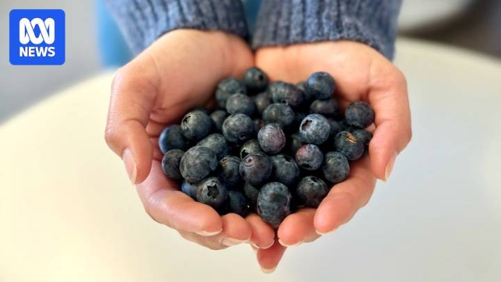 Surge in berry consumption prompts potential dimethoate ban