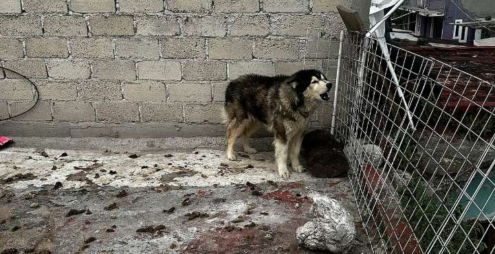 Rescatan a perrito “Apolo” en CDMX; ahora su dueño denuncia a los periodistas