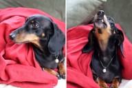 Horror Over What Internet Believe ‘Hallucinating’ Dachshund Can Smell