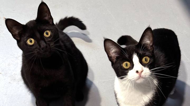 Pets of the Week: Three cats and an energetic dog up for…