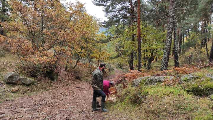 Escapada de fin de semana por los senderos y bosques donde se esconden las mejores setas