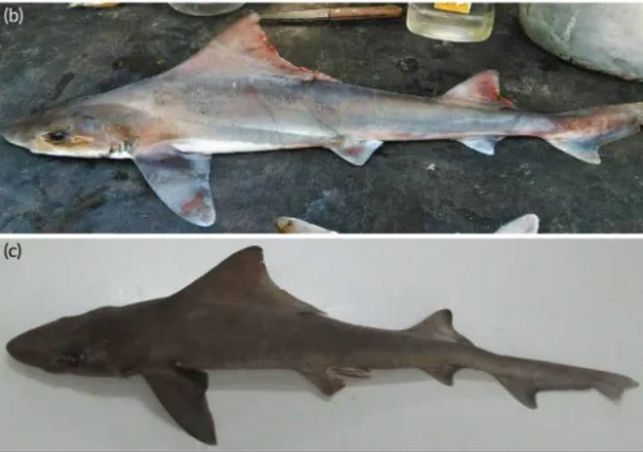 Elusive Sailback Shark Rediscovered After 50 Years