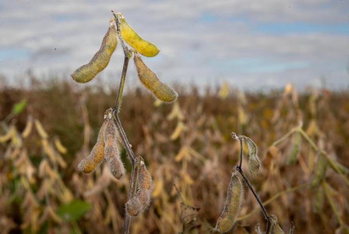 Iowa soybean growers, Senate Republicans sound alarm over tariff fallout