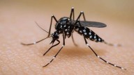 Chihuahua acumula tres casos y un fallecimiento por dengue en lo que va del año