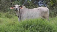 Alcalde de Ixtaczoquitlán descarta caso de gusano barrenador en Tuxpanguillo; análisis sigue en proceso