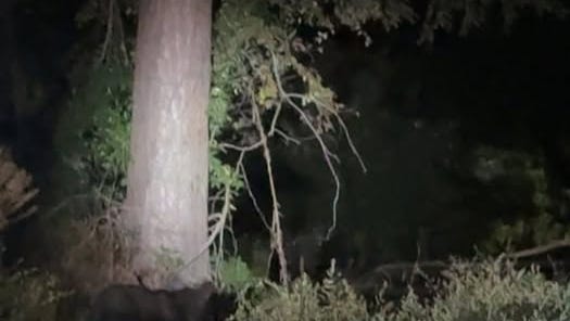 Black bear spotted in Augusta went unfound, 'will be left alone'