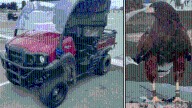 Hawks stolen during Rams game at SoFi Stadium found dead