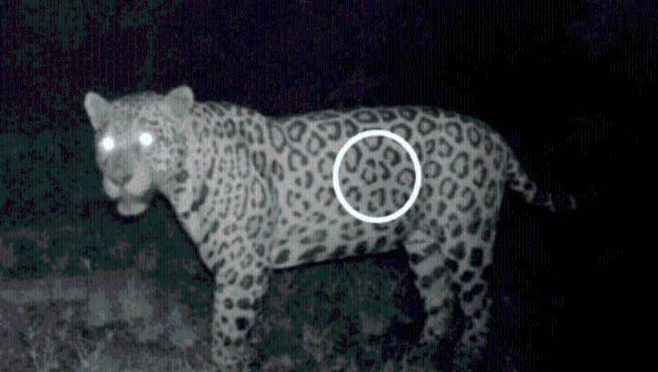 Jaguar Breaks Record By Swimming 6 Times The Distance Known For This Species