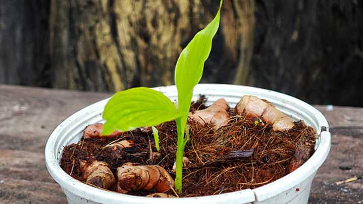 How To Plant & Grow Turmeric Indoors
