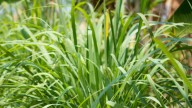 Adiós a los insectos: la planta aromática que es poderoso repelente natural
