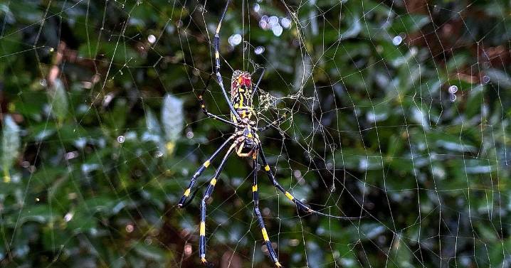 Joro spiders continue spreading across southeastern U.S. and beyond